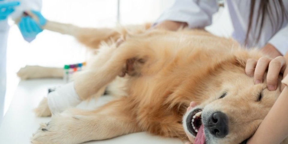 Doveli su štene kod veterinara da ga uspavaju, a onda je usledio preokret! Potez ove medicinske sestre iznenadio sve (VIDEO)