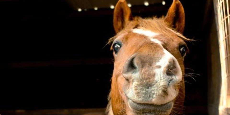 Najluđi konj na svetu! Ponaša se čudno, kao da je u prošlom životu bio pas (VIDEO)