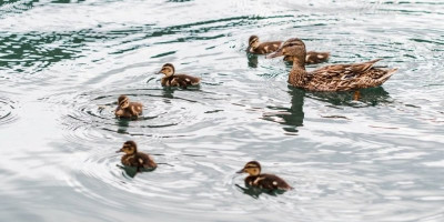 Internet je upravo dobio novi hit: dve uporne patke koje su rešile da okupaju psa – po svaku cenu.