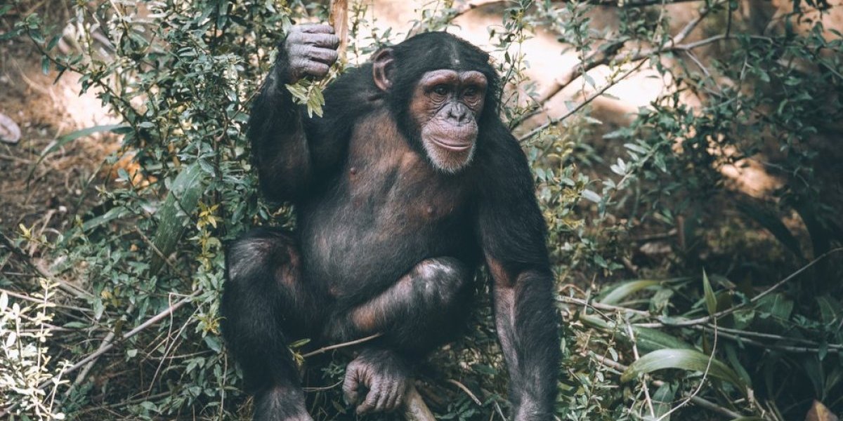 Šimpanze zajedno uživaju u alkoholu! Šokantno otkriće naučnika