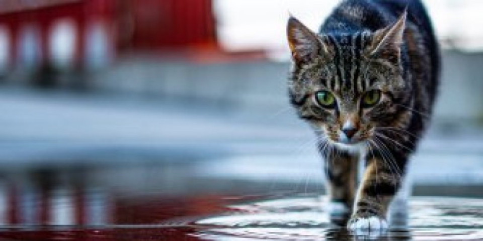 Urnebesan snimak mačka pokorio internet! Pokušao da izbegne kupanje, ono što je uradio je totalni hit (VIDEO)