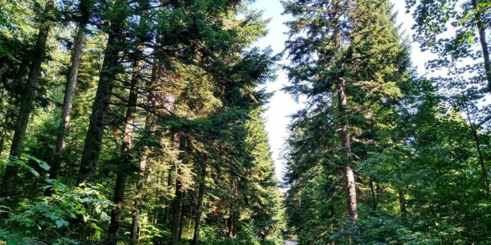 Divlje lepotice: Bile su na Tari, sad se sele na Kopaonik i Stol