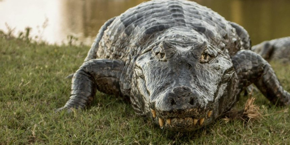Zastrašujući prizor: Turisti u šoku, na obali reke snimili ogromnog krokodila, pogledajte šta mu je u raljama (VIDEO)