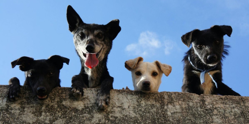 Pravi šoumeni među psima uvek željni zabave! Rase koje unose radost u dom i porodicu - obavezno ih morate nabaviti (FOTO)