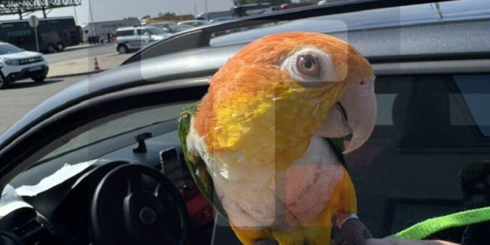 Carinici otkrili egzotičnog saputnika: Pokušao da prošvercuje afričkog papagaja!