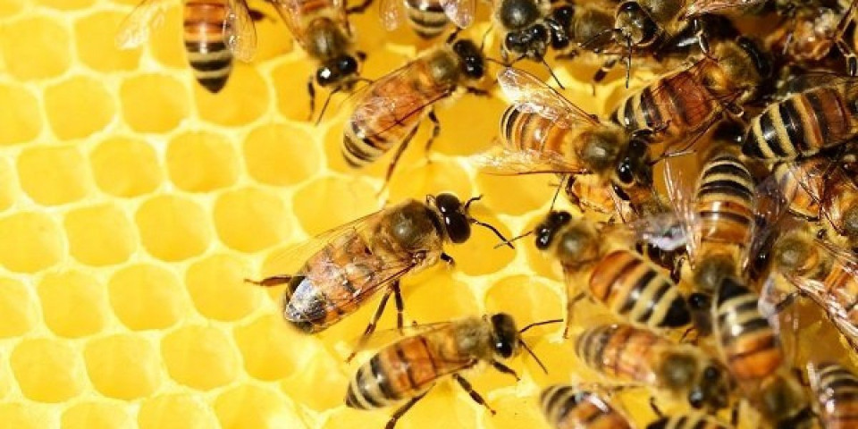Ovo više nisu obične pčele: Crveni pečati po glavi i telu, odmah injekcije i infuzija!
