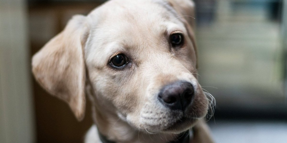 Pas ili tinejdžer? Pogled ljubimice Sandre nakon "žurke" nasmejao internet (VIDEO)