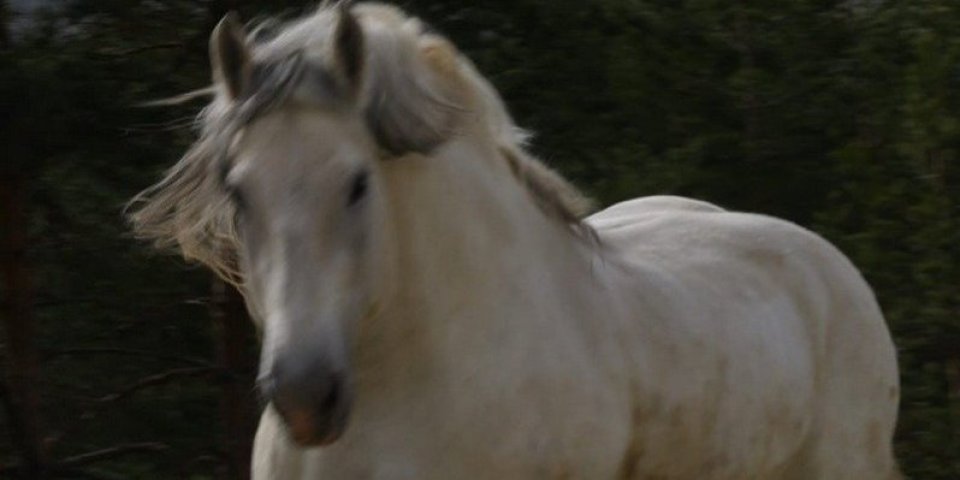 Najteži konj na svetu - sa Pešterske visoravni uskoro u Ginisovoj knjizi! Još samo ovoliko