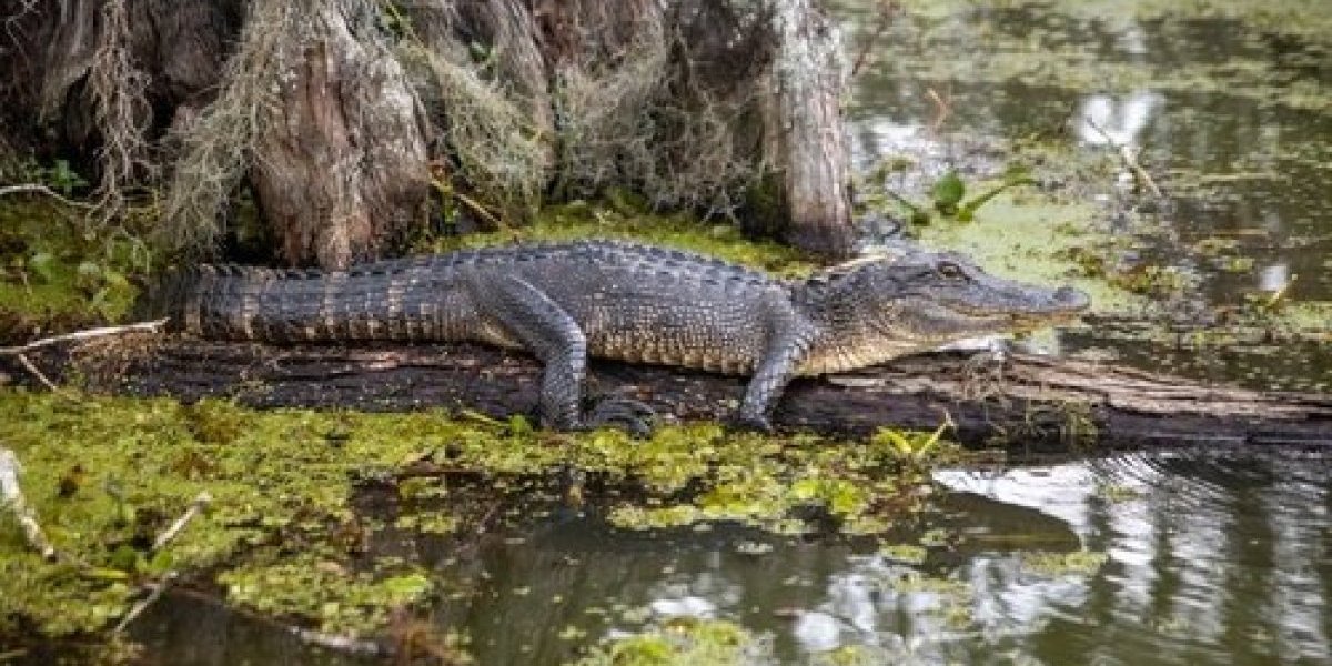 Jezivo! Opušteno pliva u reci dok je krokodil na nekoliko metara od nje (VIDEO)