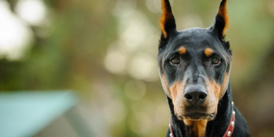 5 rasa pasa koje su pravi čuvari vašeg dvorišta! Njima nema ravnih  (FOTO)