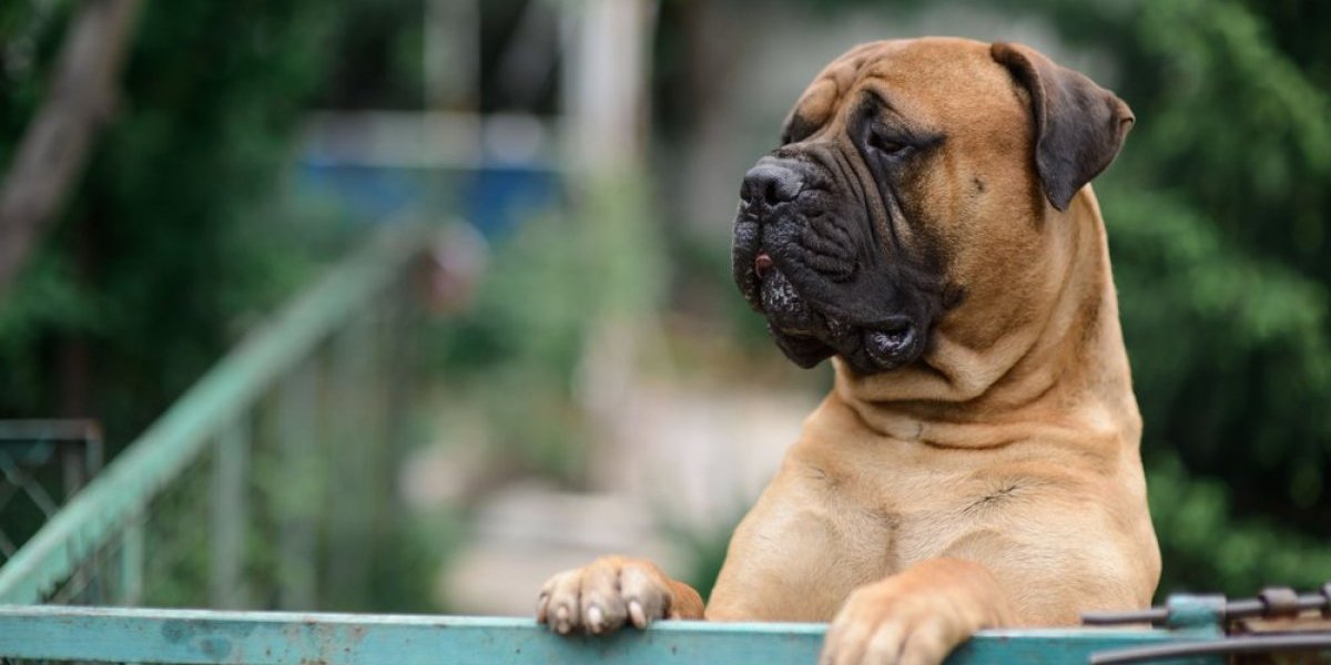 Rase pasa koje najbolje podnose samoću! Idealne su za vlasnike koji rade po ceo dan (FOTO)