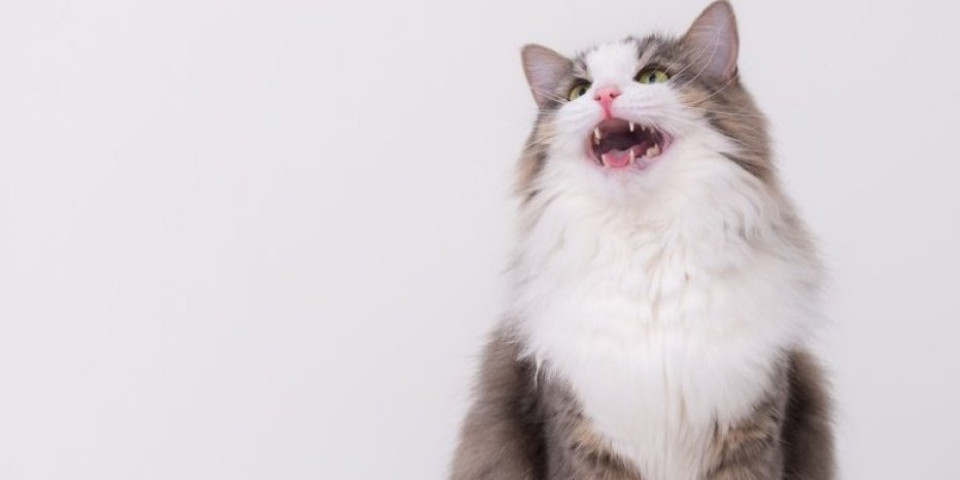 Mačka postala zvezda pozorišta! Špijunirala sa strane, pa upala kao prava diva na binu usred opere (VIDEO)