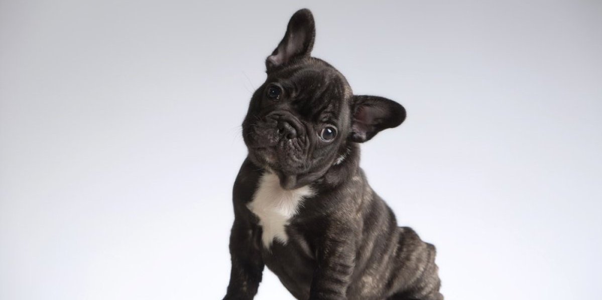 Dekorisao dom toalet papirom: Francuski buldog sam postavlja svoja pravila - smeh do suza (VIDEO)