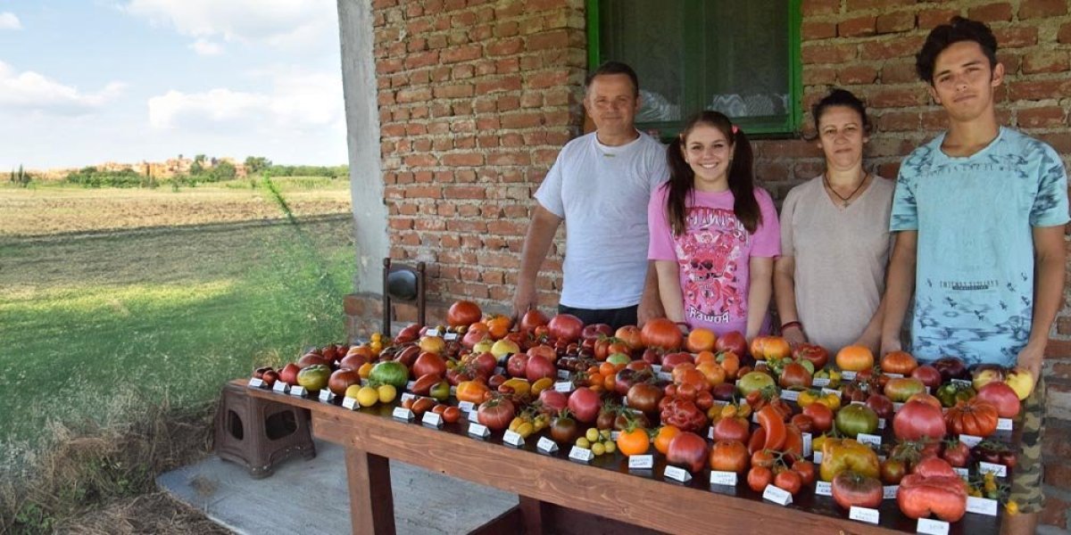 Žika je genije! Za svakog člana porodice napravio novu sortu paradajza!