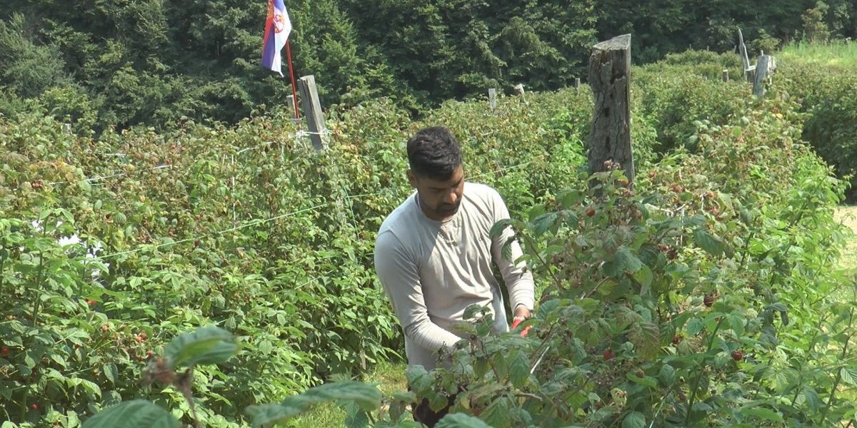 Skočila cena maline: I proizvođačima se sviđa, ali nema šta da beru
