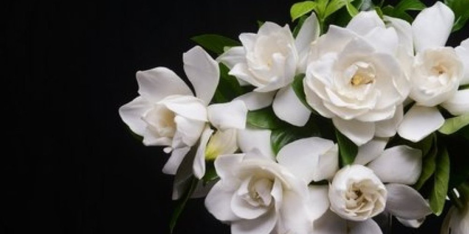 Ovaj cvet je pravi mali "terapeutski centar": Njegov miris smanjuje napetost, pa ga treba imati u domu