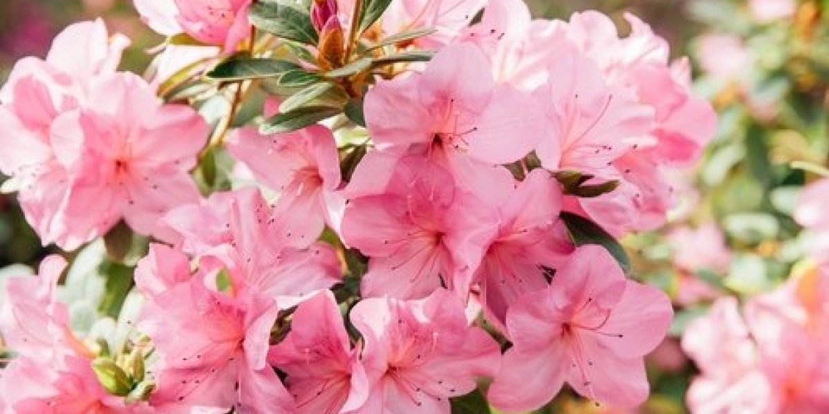 Obožava sunce i ne zahteva preterano zalivanje: Prelepi cvet koji je otporan na sušu, a lako se održava (FOTO)