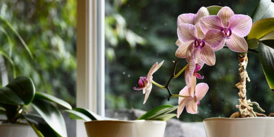 Vaša omiljena orhideja deluje klonulo i bez života? Ne brinite, uz nekoliko jednostavnih trikova iz, ovaj raskošni cvet ponovo će zasijati punim sjajem.