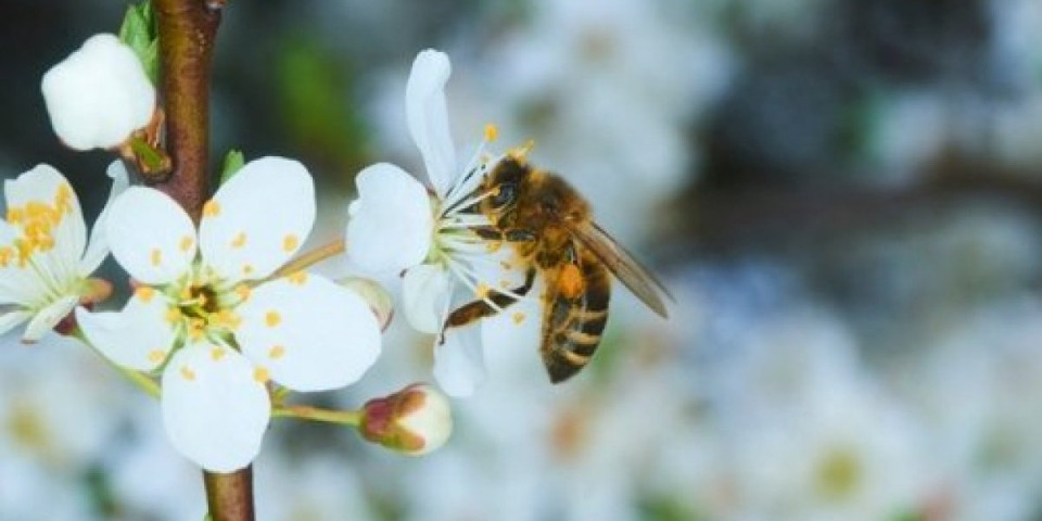 Da li je pčelarima došao kraj? Roboti hrane, čiste i neguju maticu, a onda...