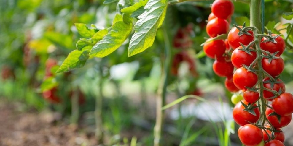 Jedna grupa ljudi mora da izbegava paradajz! Proverite da li ste vi među njima - Pogoršava stanje