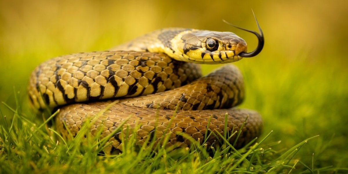 Otkriveno kako zmije vare kosti plena: Nećete verovati ko igra glavnu ulogu