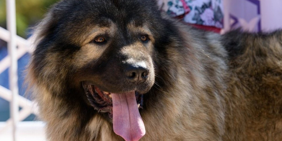 Najbolji seoski psi čuvari: Domaćinstvo na selu čuvaju svojim životom - pouzdani i borbeni