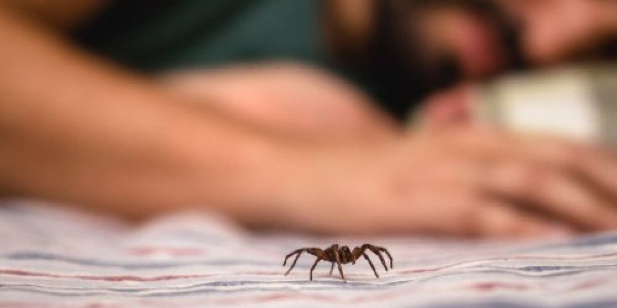 Ujed pauka je česta pojava tokom leta! Evo šta treba da uradite da neprijatni simptomi što pre prođu