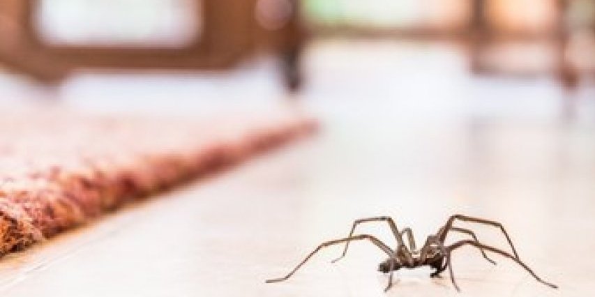 Kada ovo saznate, nikada više nećete ubiti pauka u kući!