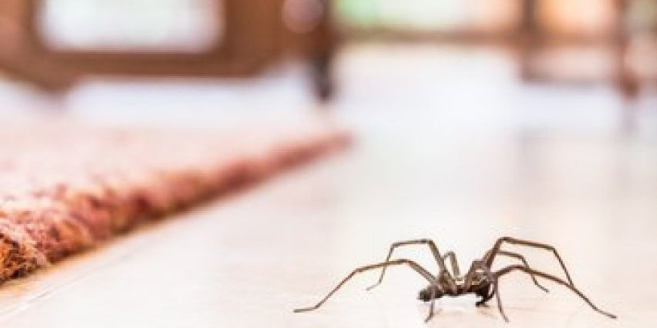 Kada ovo saznate, nikada više nećete ubiti pauka u kući!