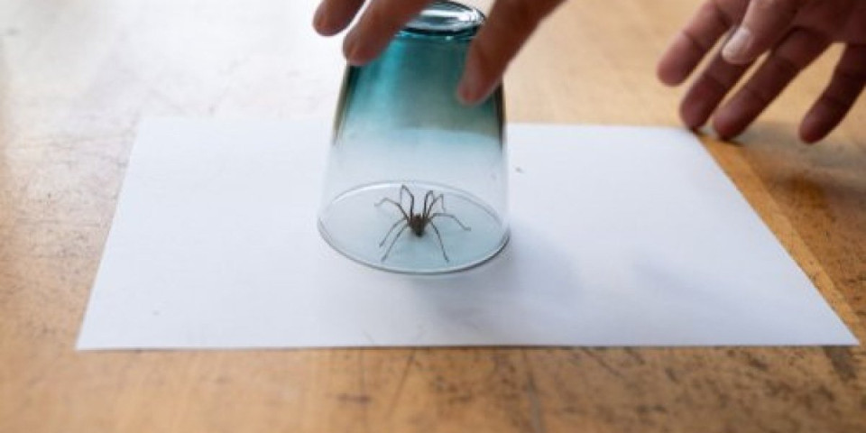 Mirisna zamka za paukove: Prirodnim trikom ih se zauvek rešite, deluje za manje od 5 minuta