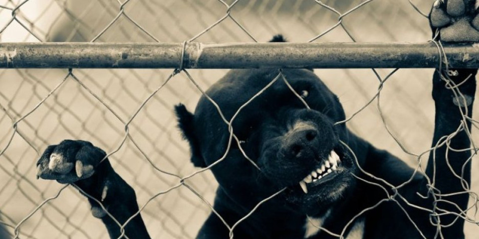 Uhapšen Nišlija: Zlostavljao i mučio pse