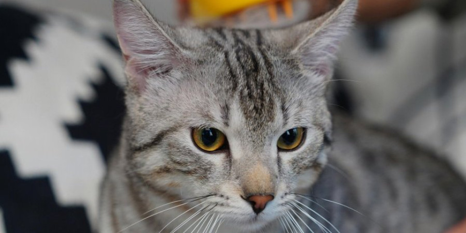 Nemojte ovo raditi u blizini mačke: Ovakve stvari razvijaju anksioznost kod vašeg ljubimca