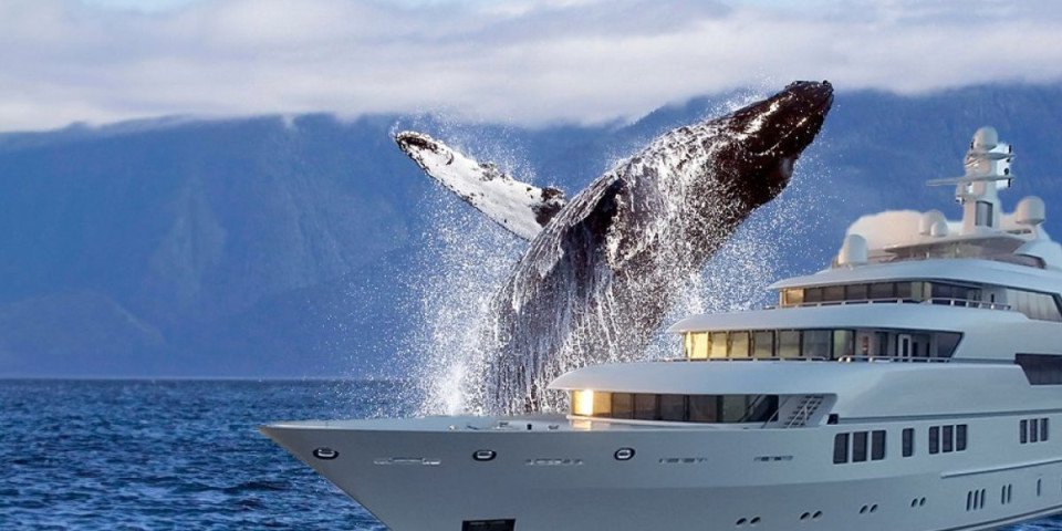 Razrešena misterija koja je dugo mučila naučnike! Evo zašto kitovi ubice napadaju manje brodove
