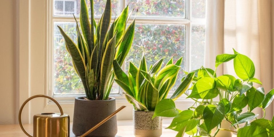 Biljka koja uništava sve toksine u vašem domu! Prirodni prečišćivač vazduha, idealna za male stanove