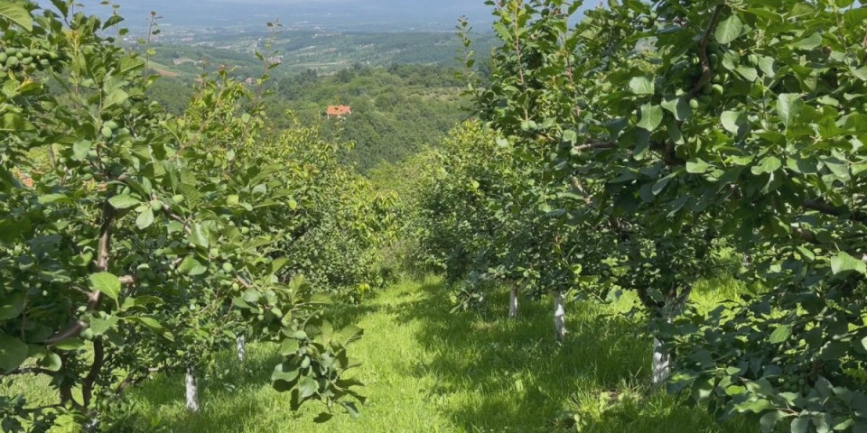 Visoke temperature uticale na rod voća! Biće ga manje za čak 300.000 tona: Evo šta je najviše pogođeno