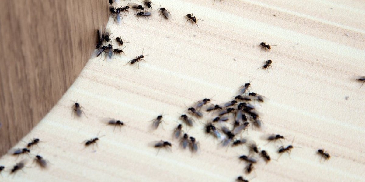 Najezda ovakvih mrava u kući donosi loše vesti! Evo šta znači kada se pojave u vašem domu