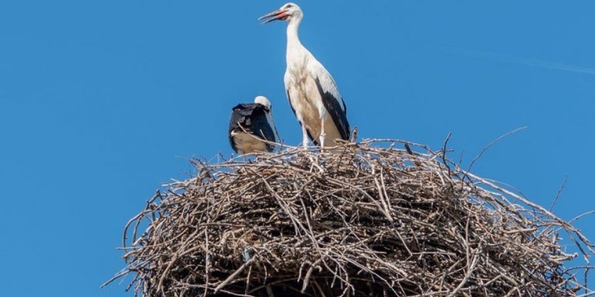 Prvoje, čuvaj selo! Za Taraš je čula i Evropa! Znate li kako?