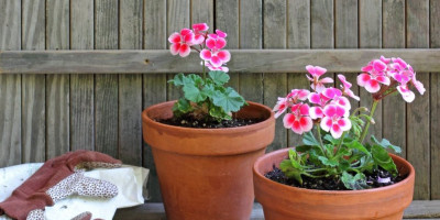 Za lepše cveće dovoljni su vam šećer i izbeljivač za veš.