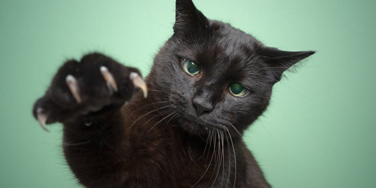 Svi vrište od smeha! Mačka prebila psa, a njegova reakcija je urnebesna (VIDEO)