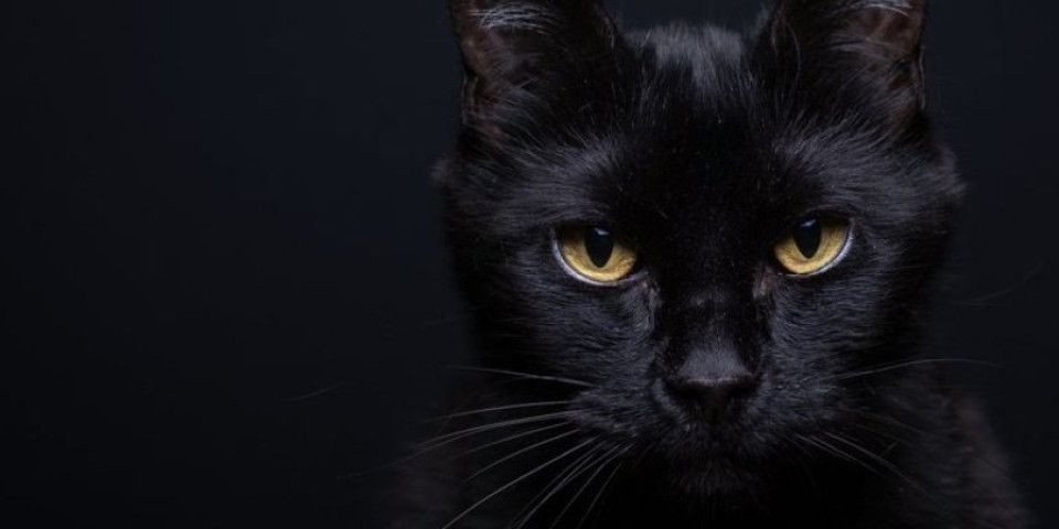 Crna mačka demon koji donosi propast! Mnogi je izbegavaju za ljubimca, a evo zašto je treba imati u kući