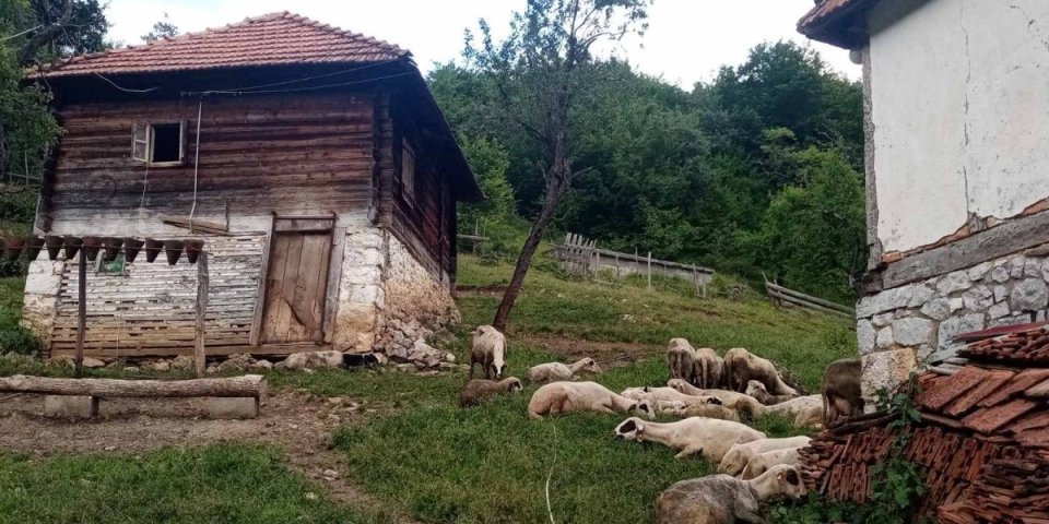 Čopor lutalica zaklao 30 ovaca u selu kod Nove Varoši!
