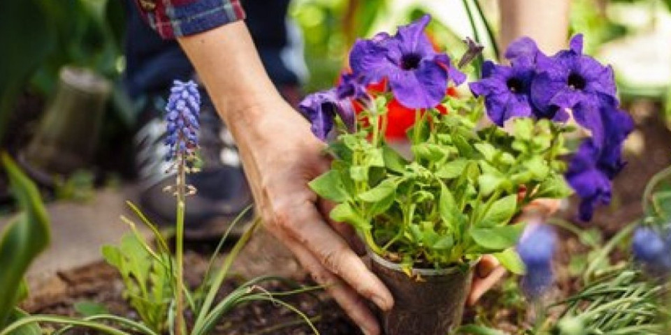 Dva genijalna baštovanska trika! Biljke će uvek imati vodu, a vaša bašta će bujati (VIDEO)