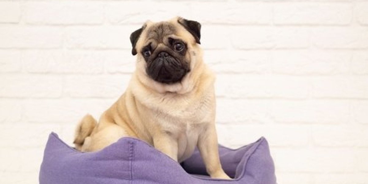 Poručio psa preko interneta, a onda je usledio šok: Evo šta ga je sačekalo umesto buldoga