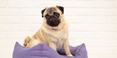 Internet prevare uzimaju maha, pa je tako jedan Novosađanin prošao kao bos po trnju kada je poručio francuskog buldoga.