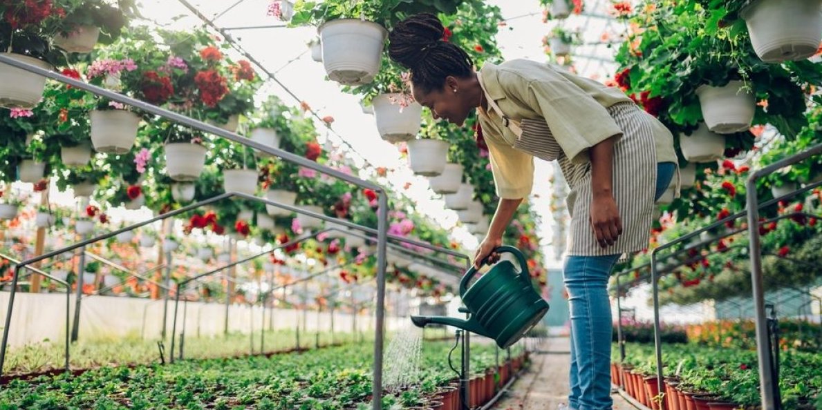Spasite cveće od letnje žege: Bujaće kao ludo dok je napolju plus 40 - 1 dodatak čuva vlagu i štiti biljke