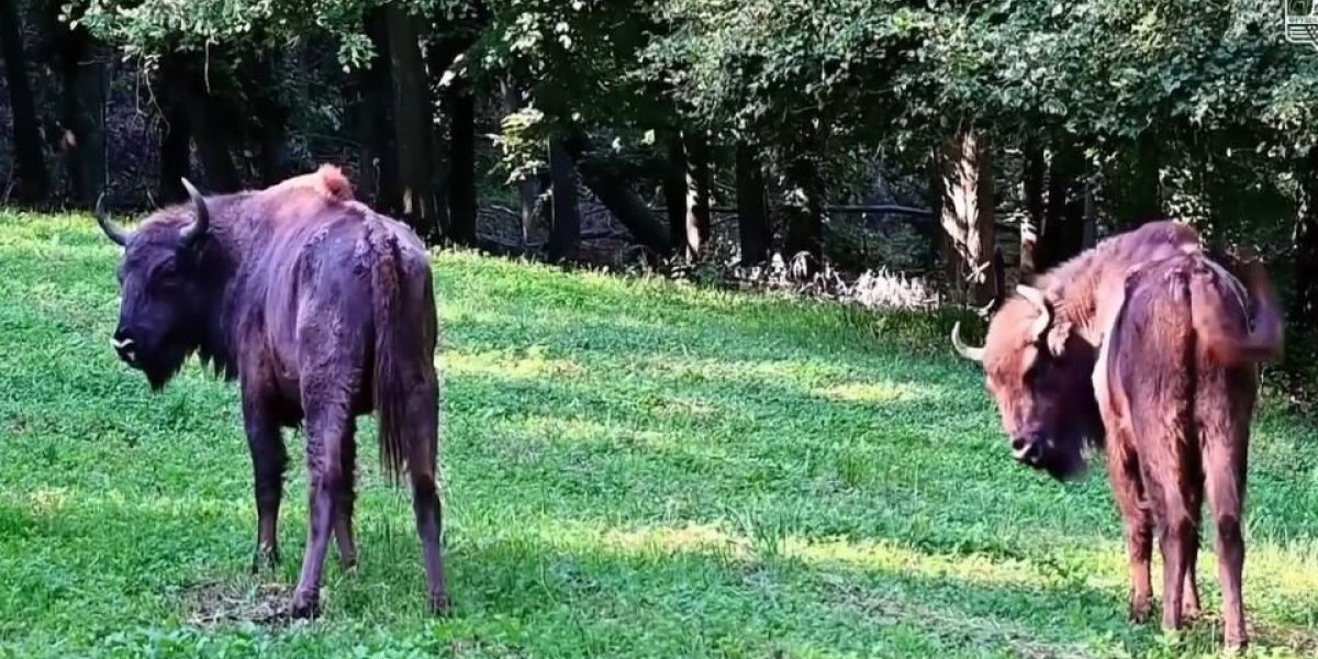 Novi bizoni na Fruškoj gori! Mužjak i ženka stigli su iz Poljske i već imaju imena