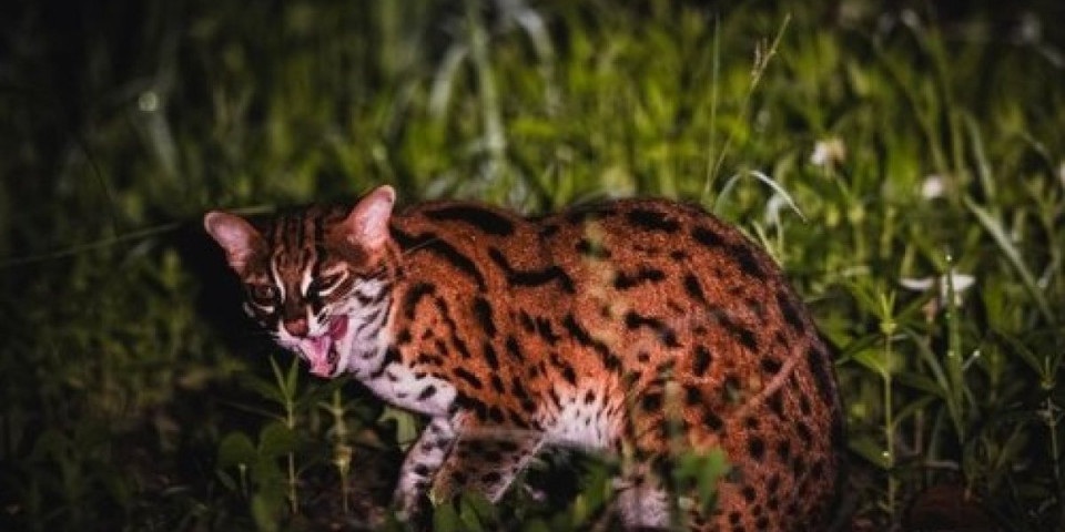 Vrsta mačke primećena nakon jednog veka: Nećete verovati gde pravi jazbinu