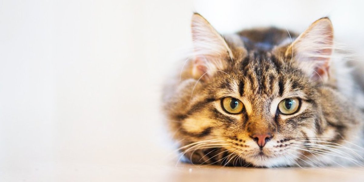 3 fatalne greške koje prave vlasnici mačaka! Zbog ovakvog ponašanja padaju u depresiju i osećaju se nevoljeno