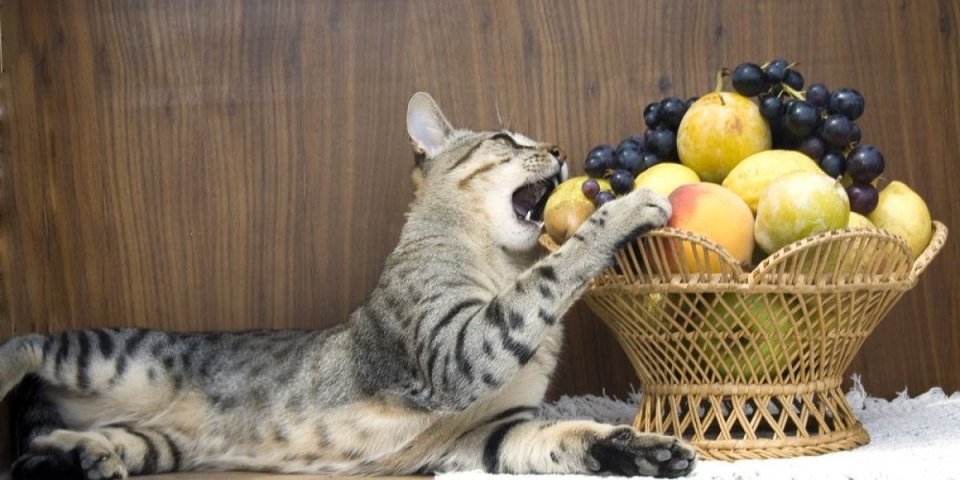 5 voćki koje su idealna poslastica za mačke! Ali obratite pažnju na jednu stvar (VIDEO)
