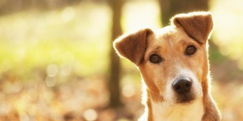 9 miliona pregleda! Šta znači kada vas pas uporno gleda? (VIDEO)